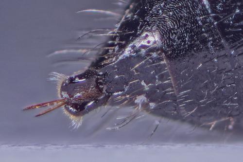 Pemphredon sp.
